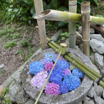 紫陽花