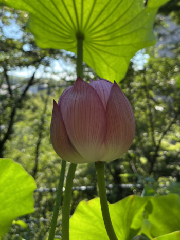 蓮