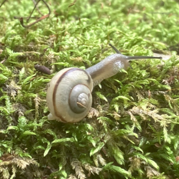 カタツムリ