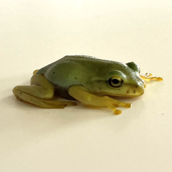 カエル