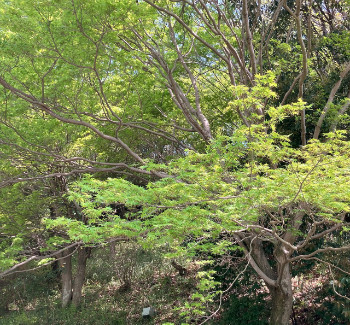 新緑のもみじ（6月 天野山）