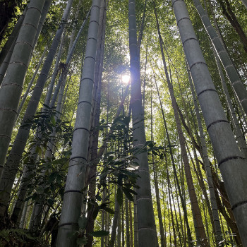 竹林（7月 延命寺）