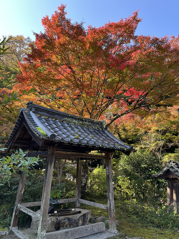 延命寺地区　奥河内もみじ公園