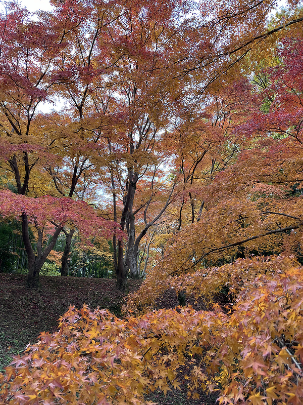 河合寺地区　奥河内あじさい公園