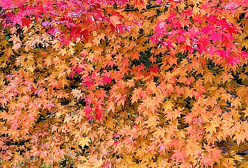 展望台から見る紅葉のグラデーション