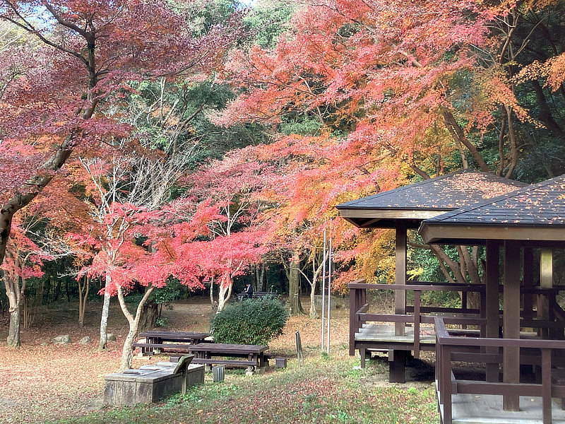 天野山地区　奥河内天野キャンプの森