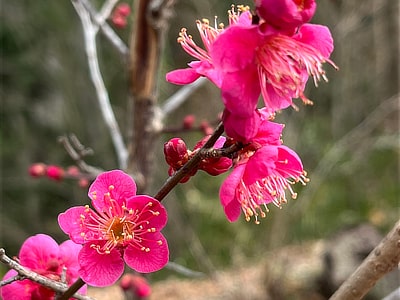 ウメ　長野地区／天野山地区／観心寺・丸山地区（2月21日撮影）