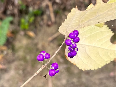 ムラサキシキブ　長野地区（12月3日撮影））