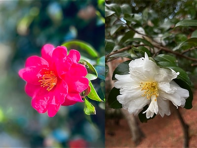 サザンカ　長野地区（12月21日撮影）