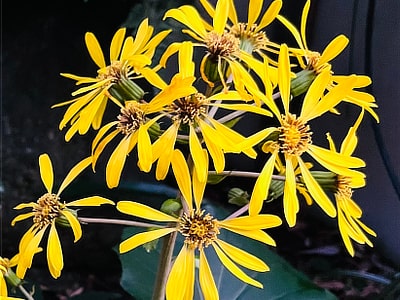 ツワブキ　長野地区（12月10日撮影）