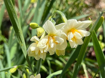 スイセン　長野地区／河合寺地区（2月26日撮影）