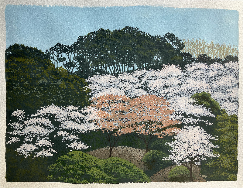 4月 奥河内さくら公園イラスト