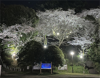 奥河内さくら公園の夜桜