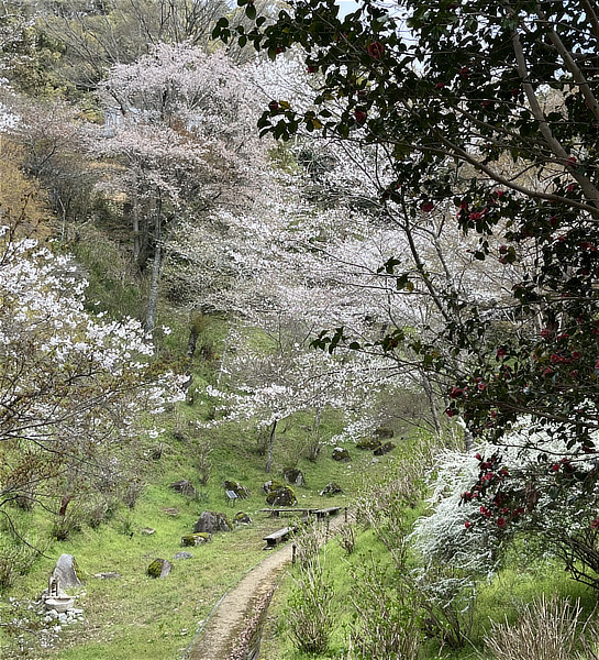 奥河内あじさい公園の桜