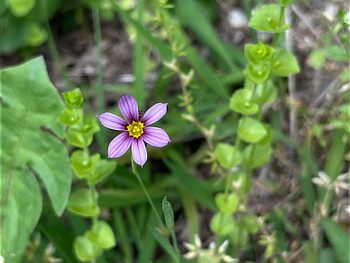 ニワゼキショウ