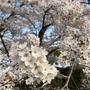 奥河内さくら公園の桜