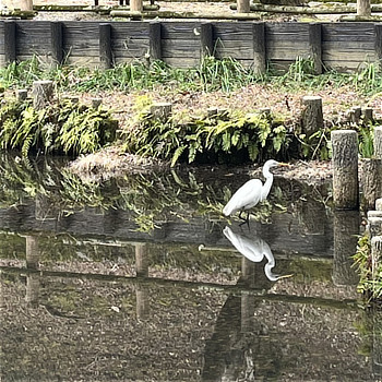 3月 サギ 延命寺地区
