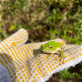 4月 カエル 天野山地区（北広場）