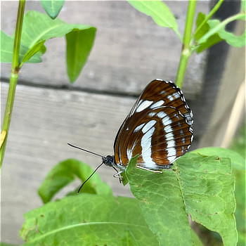 5月 ミスジチョウ 長野地区