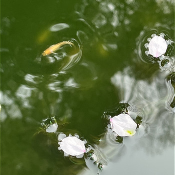 4月 メダカ 長野地区