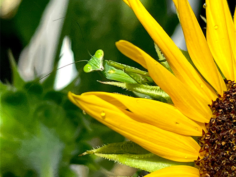 8月6日 長野地区　ひまわりにカマキリがつかまってる写真
