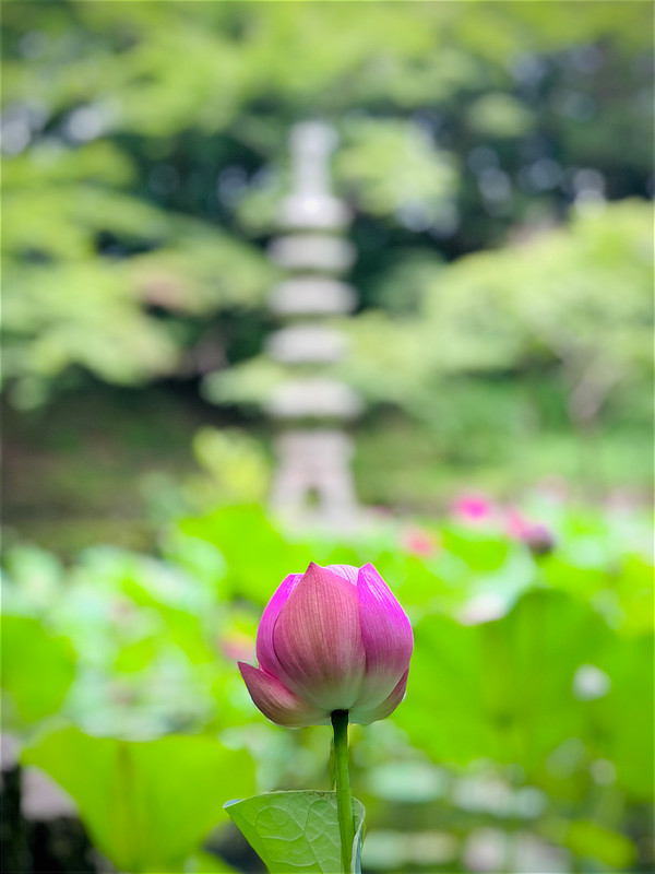 蓮(千重紅)