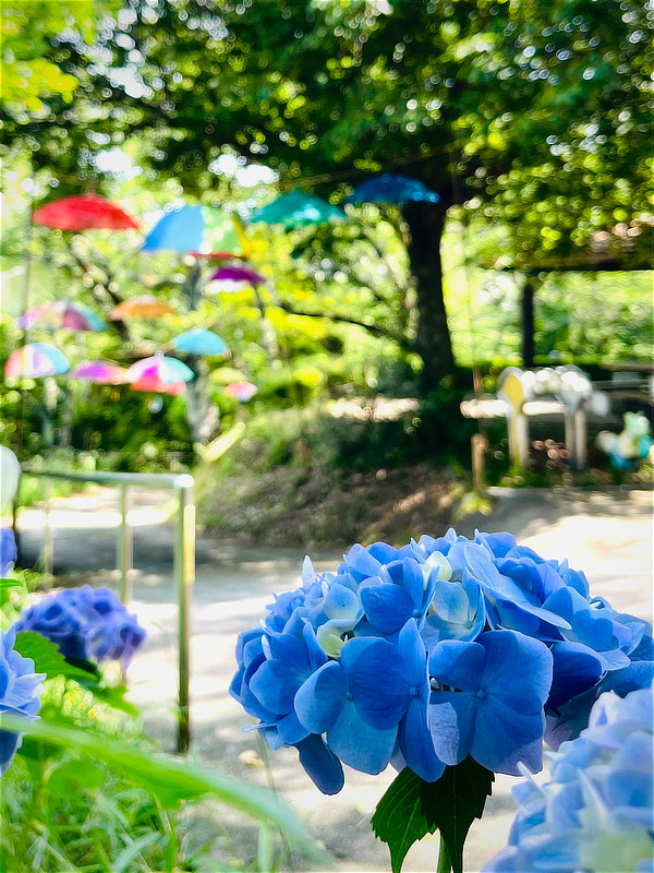 紫陽花と、向こうにアンブレラスカイが見える
