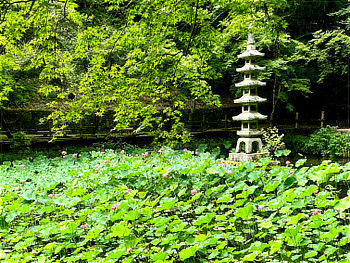 延命寺の蓮池