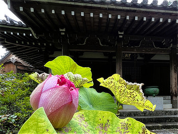 延命寺の千重紅の花