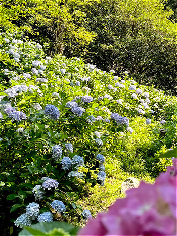 奥河内じさい公園の紫陽花