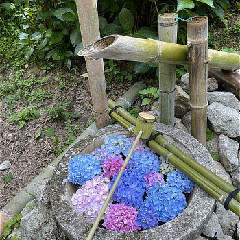 紫陽花
