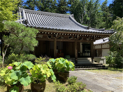 ハスの鉢が並ぶ延命寺の本堂
