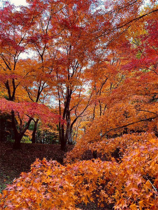 赤やオレンジ色に色づいた、美しい紅葉の森の風景です。