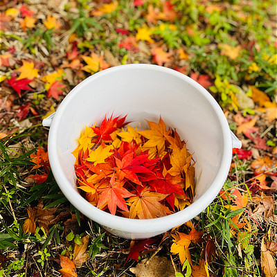 色とりどりの紅葉が入った白いバケツ