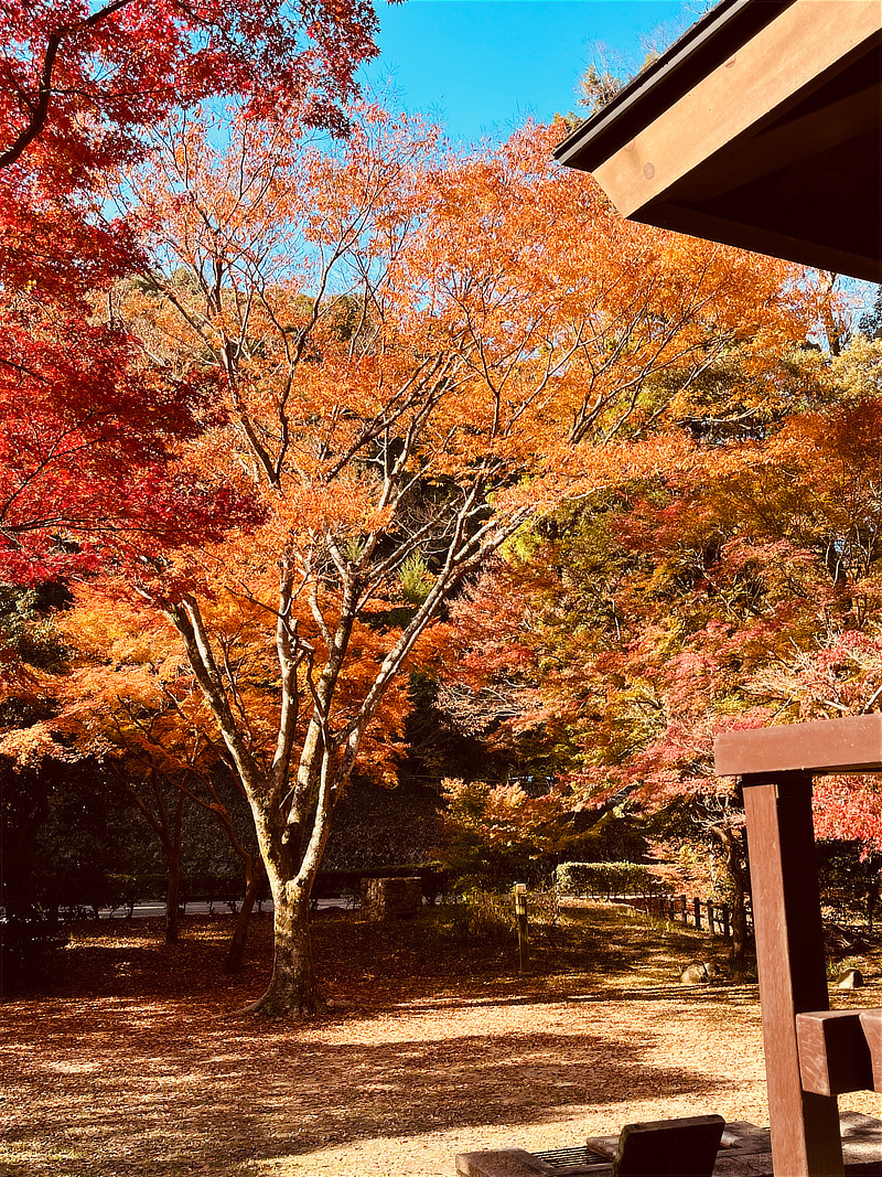 東屋から見渡す鮮やかに色づいた紅葉の風景
