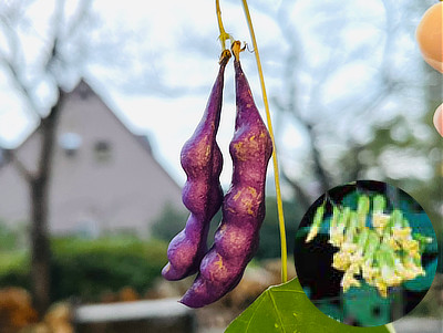 紫色の大きなノササゲの実と黄緑色のノササゲの小花(右下ワイプ)