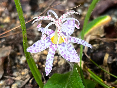紫色の斑点模様が特徴的なホトトギスの花