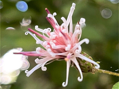 くるりと巻いた白い花弁とピンク色の筒状花が特徴的なコウヤボウキの花