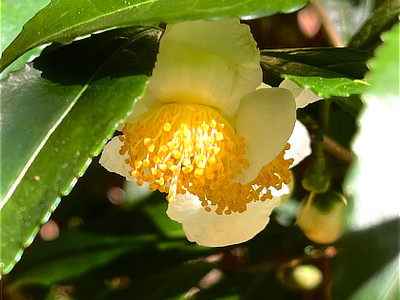 葉のかげで下向きに咲く白いチャノキ(お茶)の花