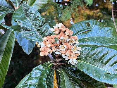 大きな緑の葉と茶色い毛に覆われた蕾から咲く白いビワの花