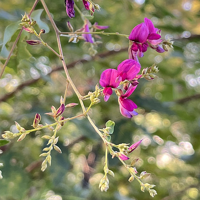 木漏れ日の中で咲く鮮やかな赤紫色のハギ（萩）の花