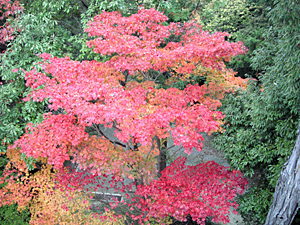 長野公園 紅葉情報:天野山地区「奥河内天野キャンプの森」