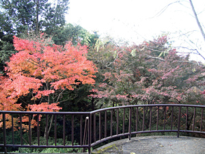 長野公園 紅葉情報:天野山地区「奥河内天野キャンプの森」