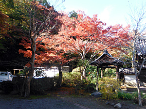 長野公園 紅葉情報:延命寺地区「奥河内もみじ公園」