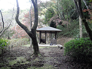 長野公園 紅葉情報:河合寺地区「奥河内あじさい公園」