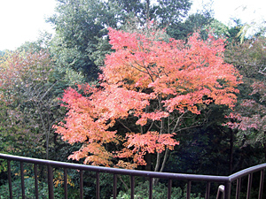 長野公園 紅葉情報:長野地区「奥河内さくら公園」