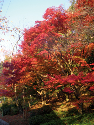 長野公園新聞 秋号：紅葉イメージ