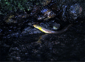 ヤマカガシ Rhabdophis tigrinus