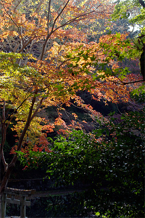 延命寺の紅葉 延命寺の紅葉