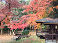 天野山キャンプ場の紅葉
